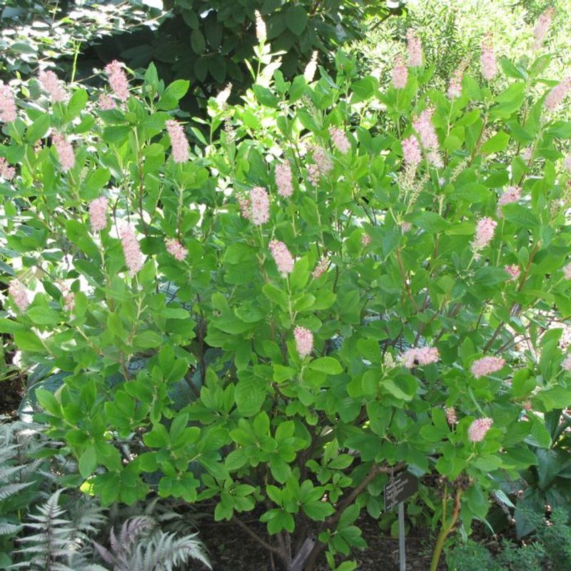Fragrant Summersweet Lights Up Shade