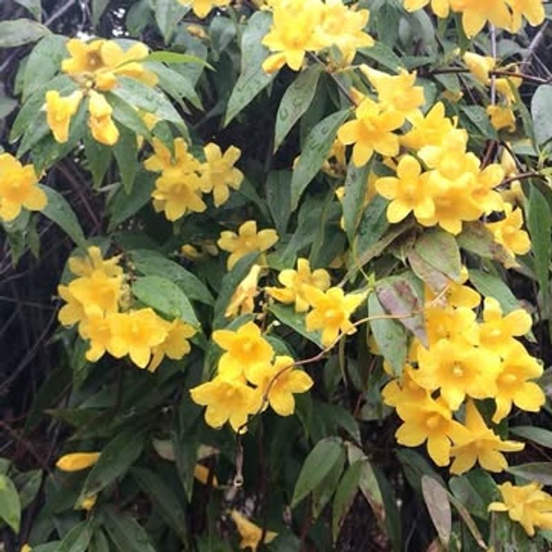 Carolina Jessamine