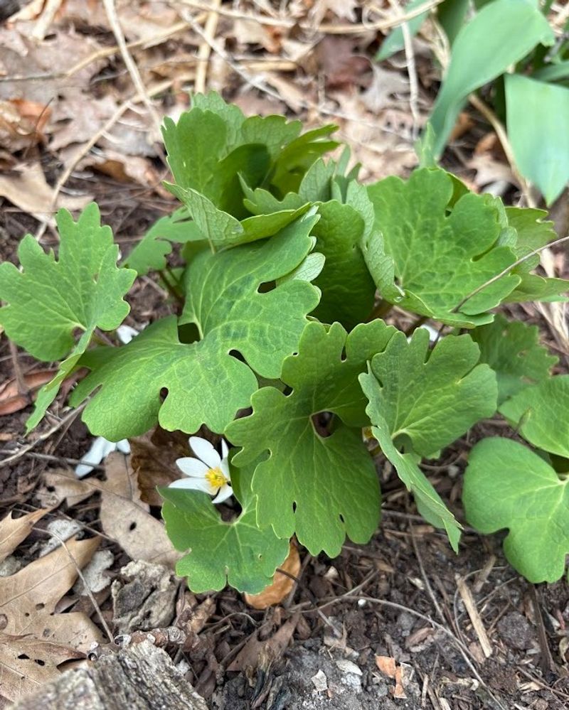 Native Woodland Plants
