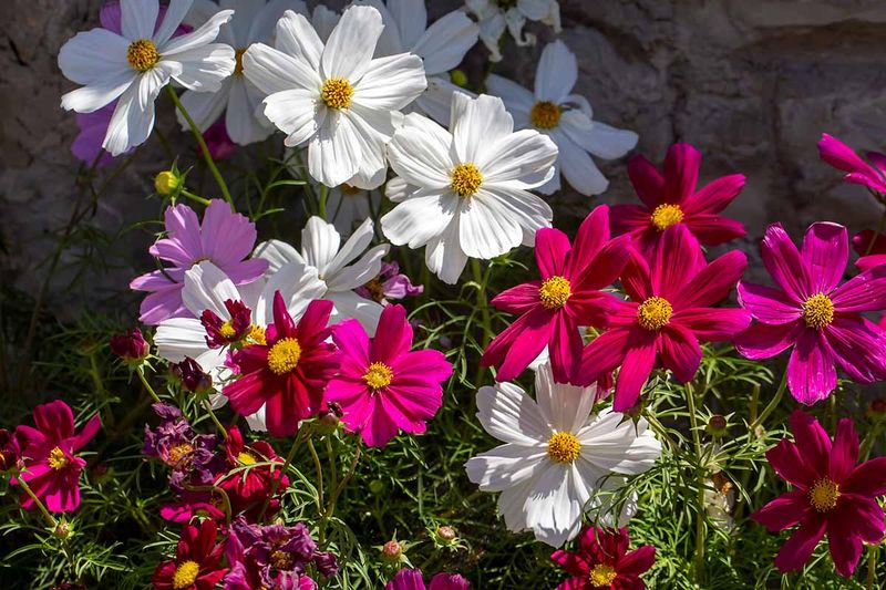 Self-Seeding Annual Corner