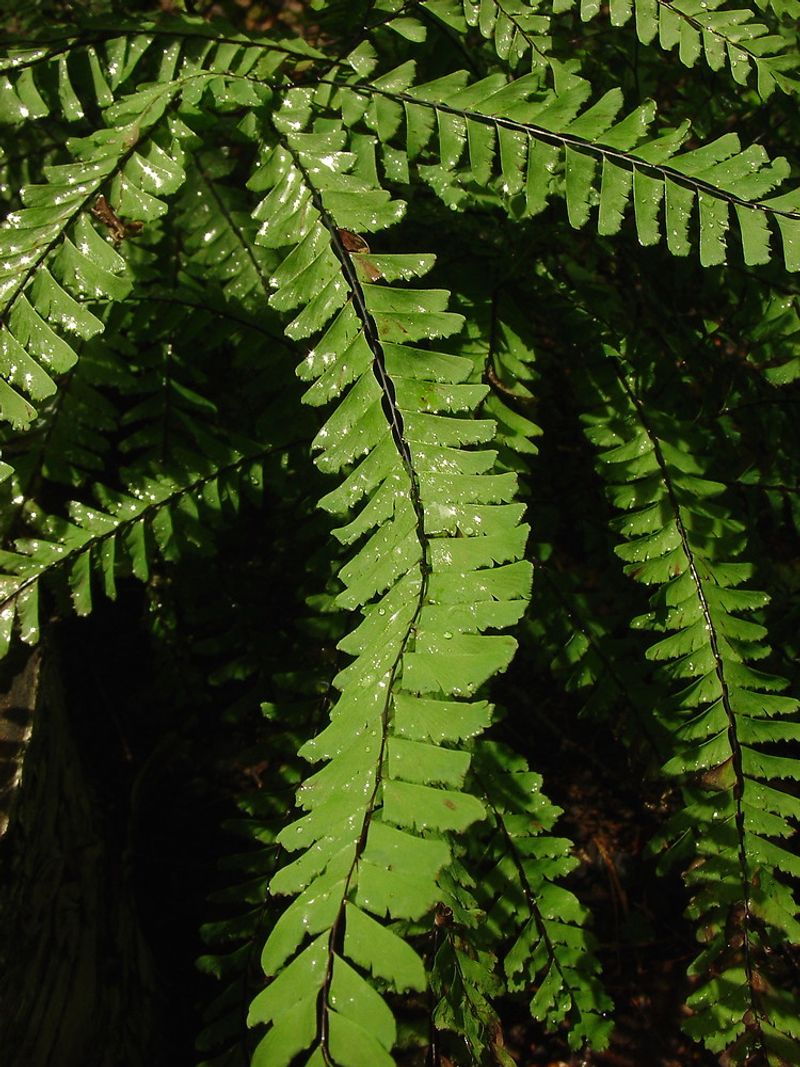 Western Maidenhair Fern (Adiantum aleuticum)