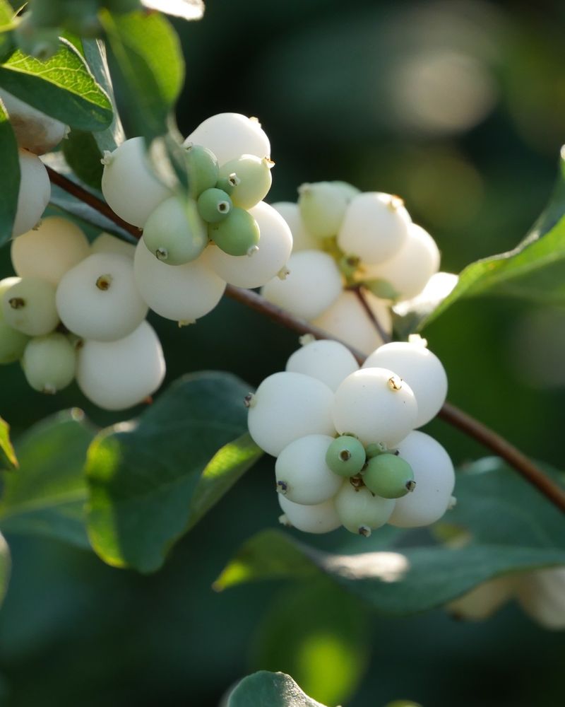 Snowberry (Symphoricarpos albus)