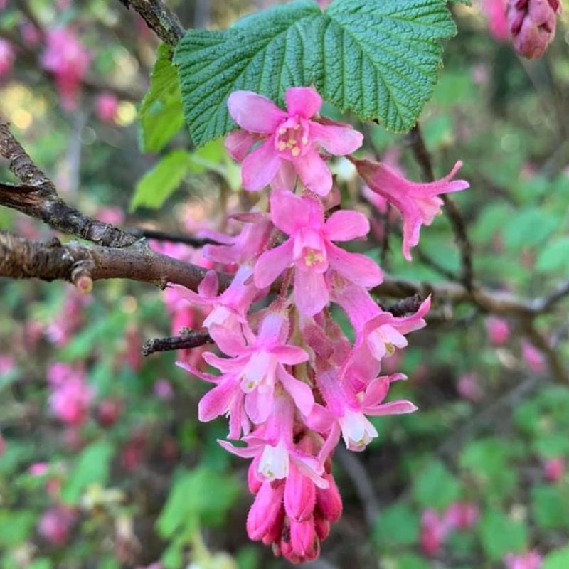 Red-Flowering Currant