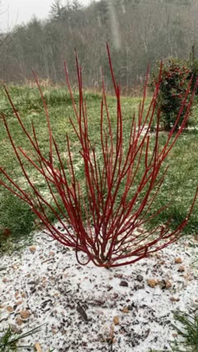 Red-Twig Dogwood