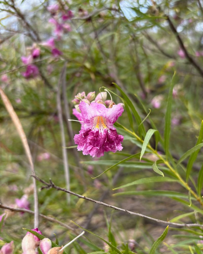 Desert Willow (Chilopsis linearis)
