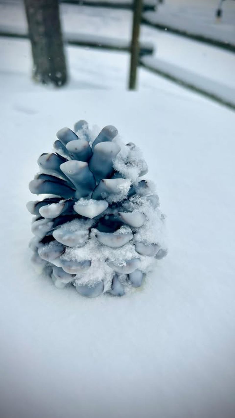 Snow-Frosted Natural Beauty