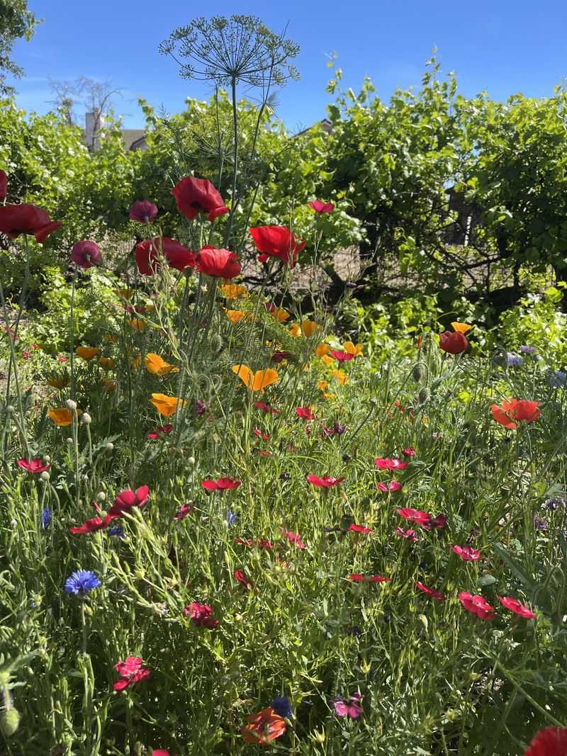 Gardening Becomes An Adventure, Not A Chore