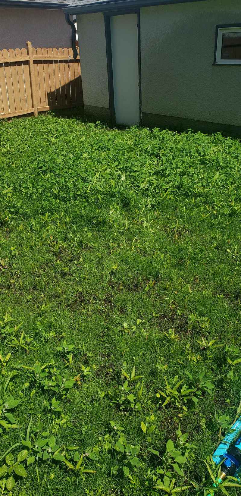 Letting Weeds Go to Seed