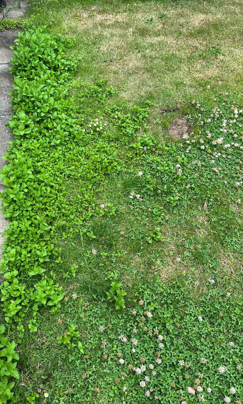 Lawn Infiltration Nightmares