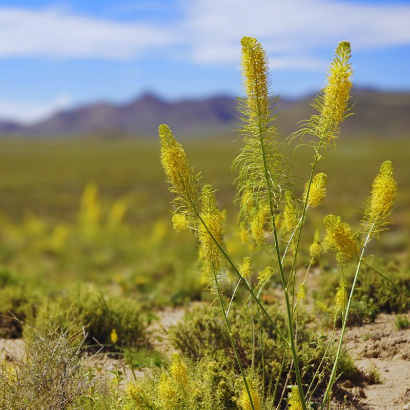 Invasive Plant Species