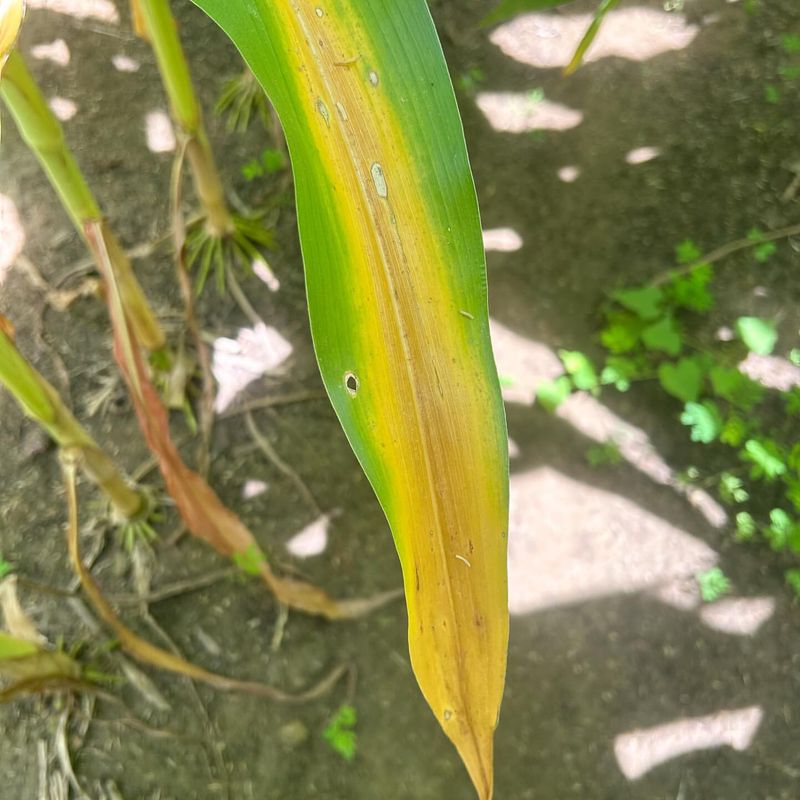 Delayed Spring Green-Up