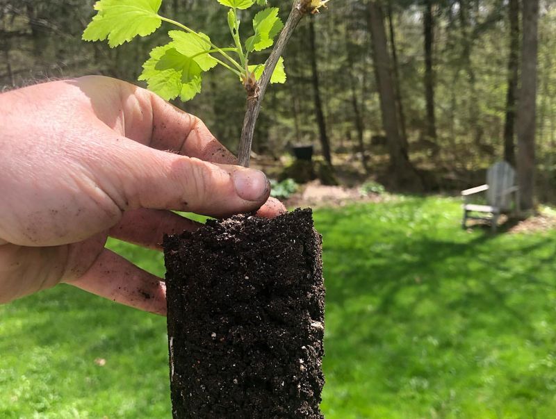 Propagate From Cuttings