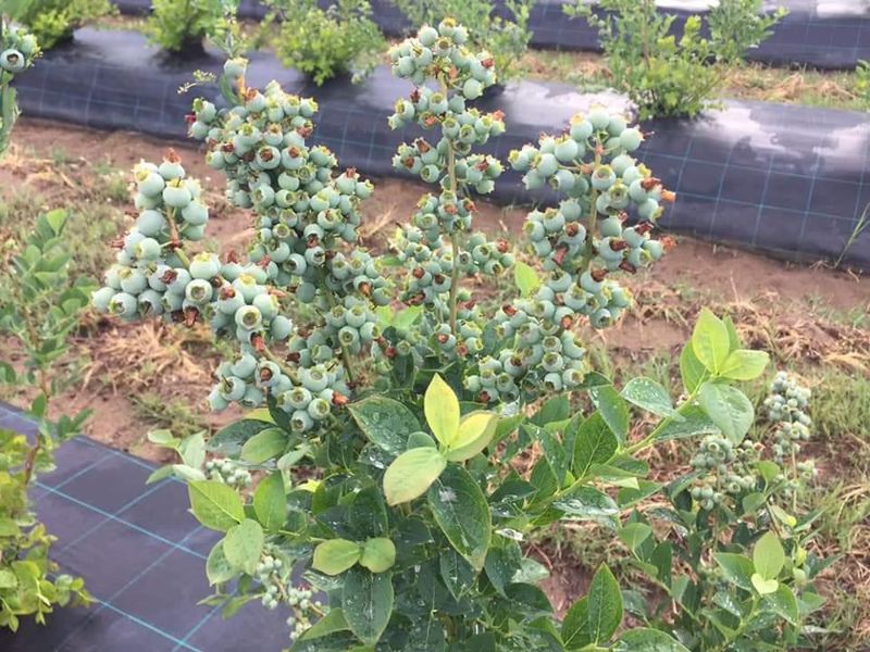 Analyze Soil PH Levels For Blueberries And Acid-Loving Plants