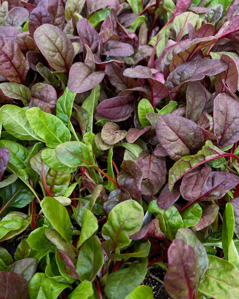 Early Spring Greens Advantage