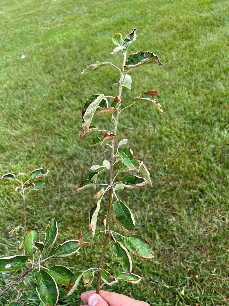 Less Transplant Shock