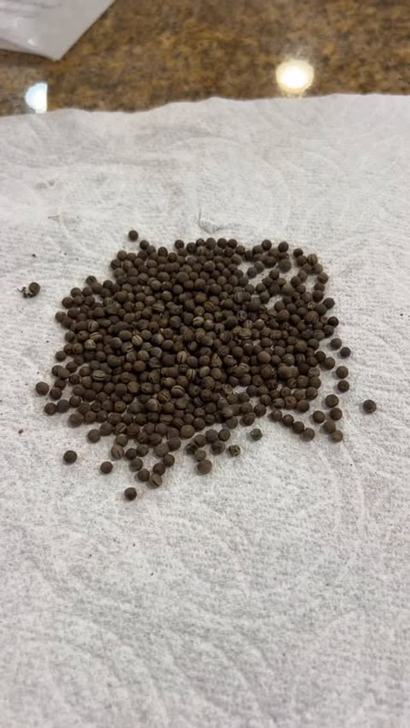 Clean Your Seeds