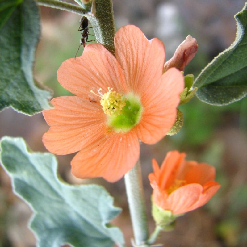 Globe Mallow: The Roadside Wonder