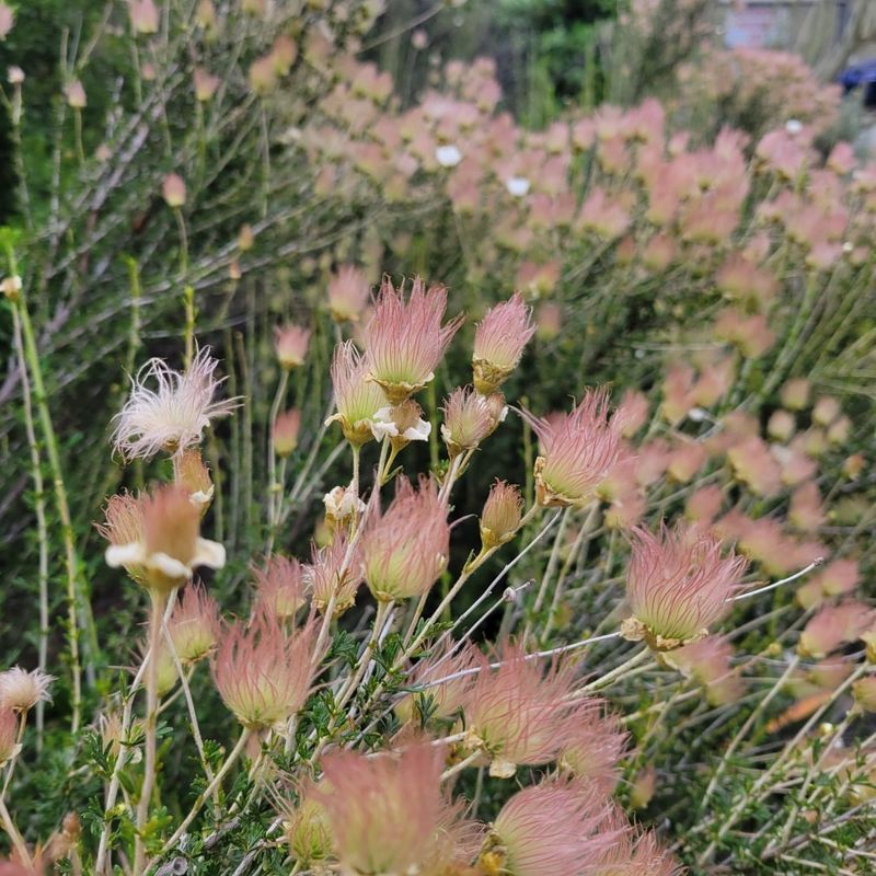 Apache Plume