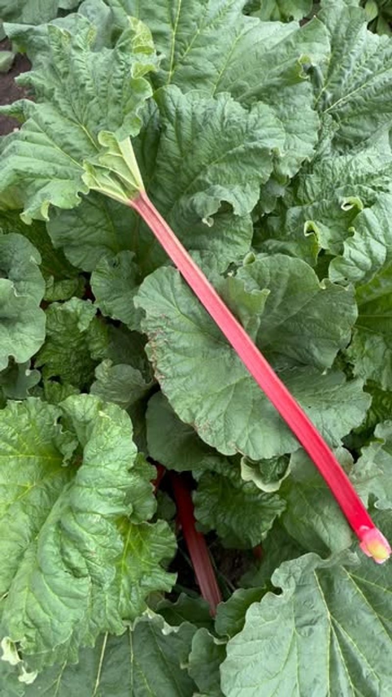 Monitor Soil pH Regularly