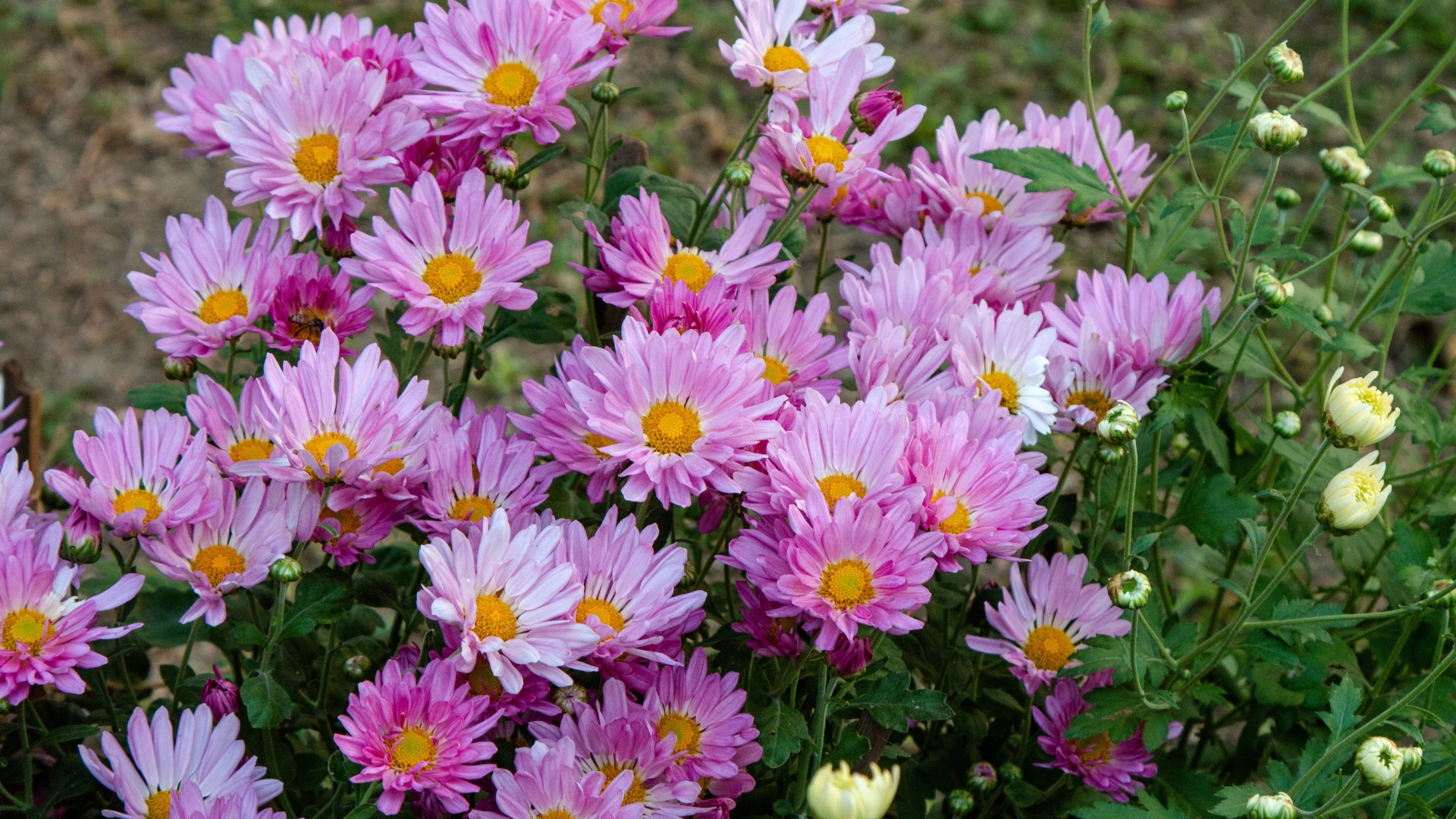 Fall Color Starts Now—These Are Colorado’s Best Perennials For September Blooms
