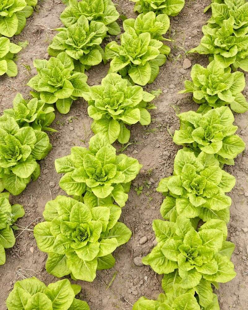 Succession Planting Schedule