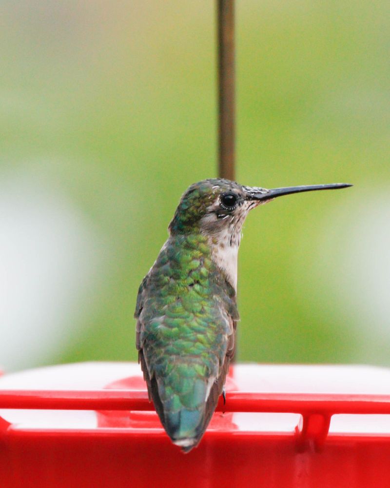 Late Feeders Help Stragglers