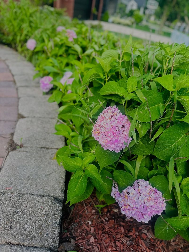 Hydrangeas Need Deep Watering Daily