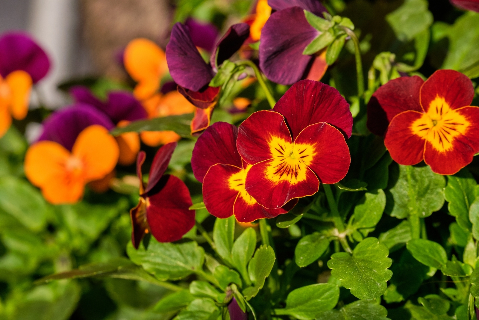 Dark red and yellow flowers of viola tricolor. (featured image)