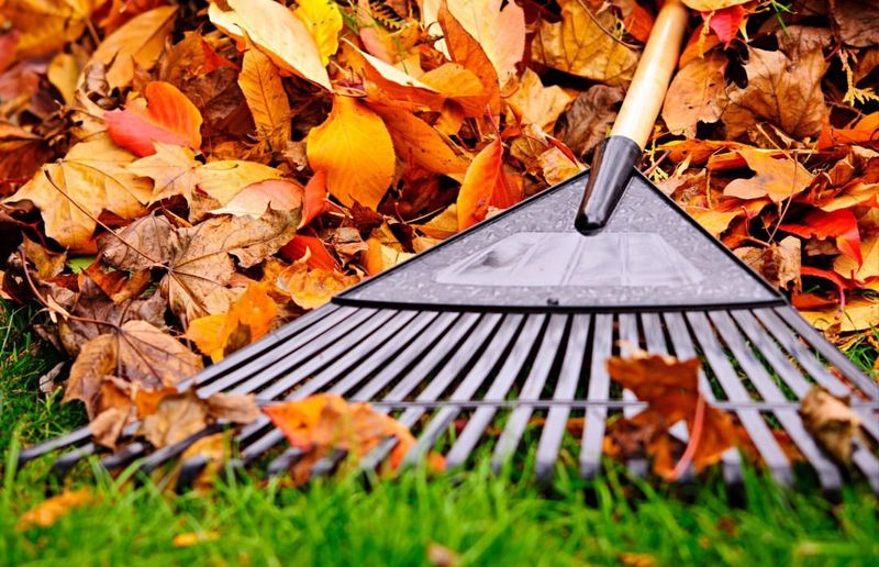 Clean Up Fallen Leaves
