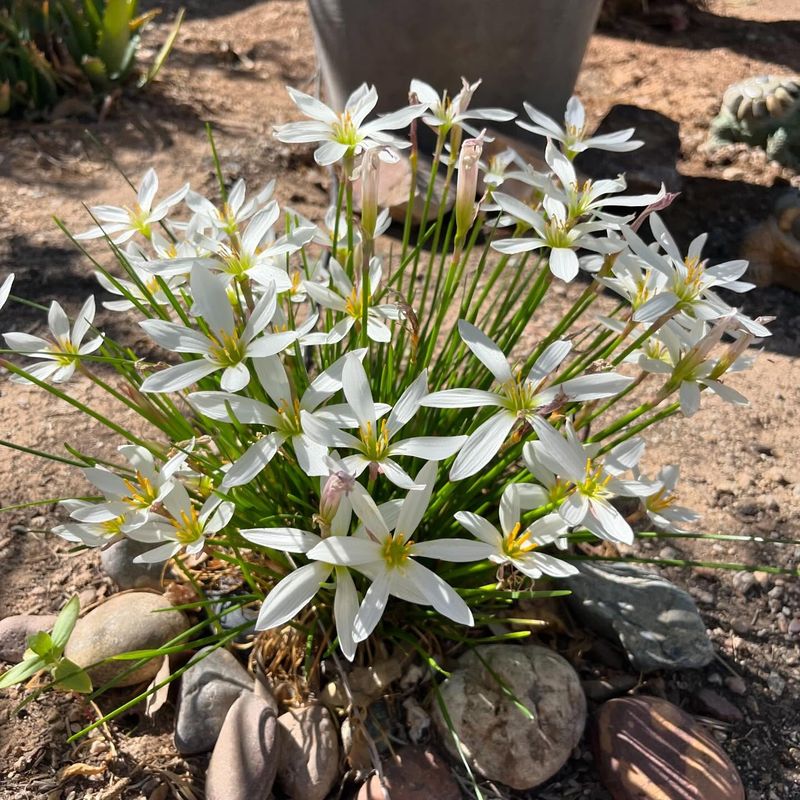 Division Sales From Local Garden Clubs