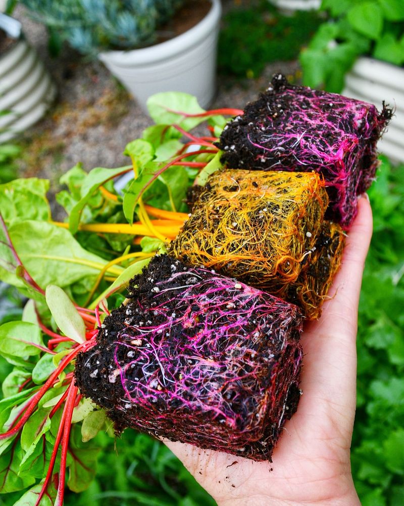 Swiss Chard