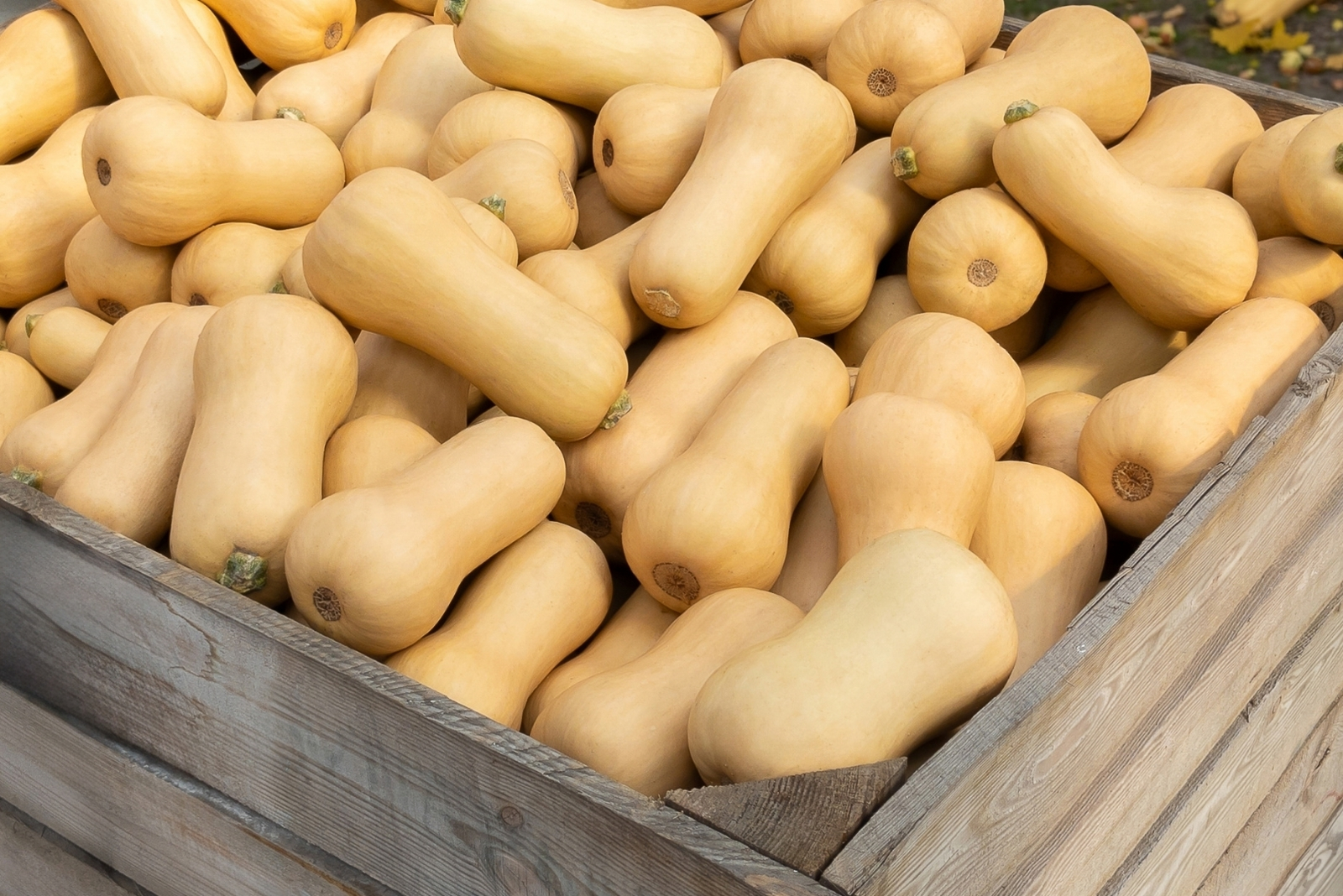 Butternut squash (featured image)