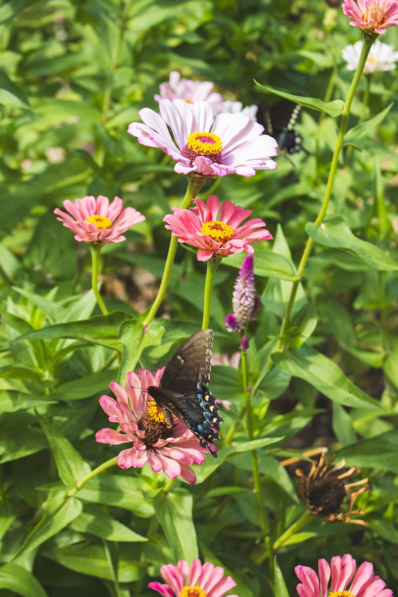 Butterfly Garden Magic