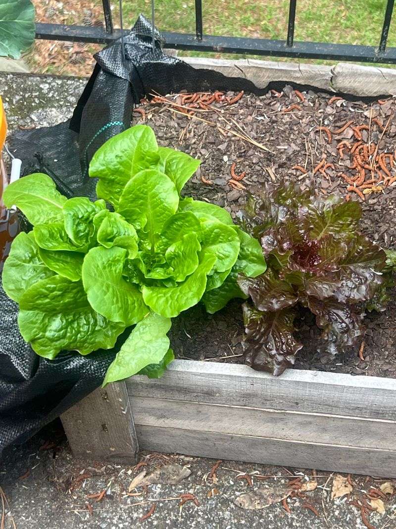 Compatible Companion Plants