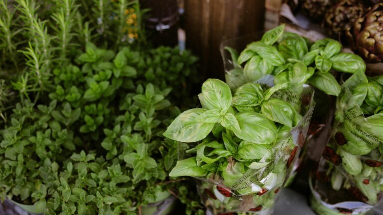 basil and herbs