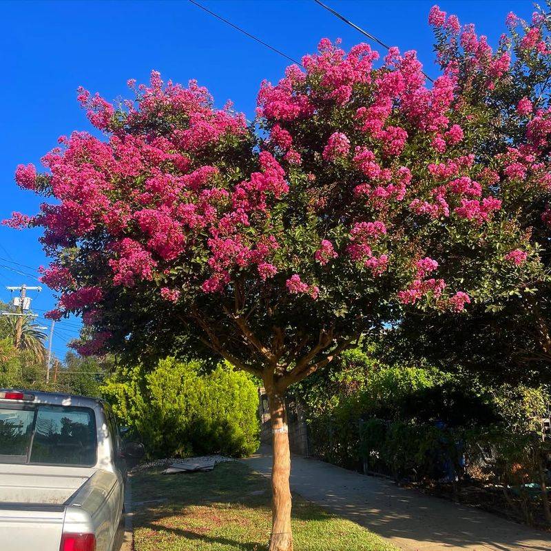 Colorful Crape Myrtle