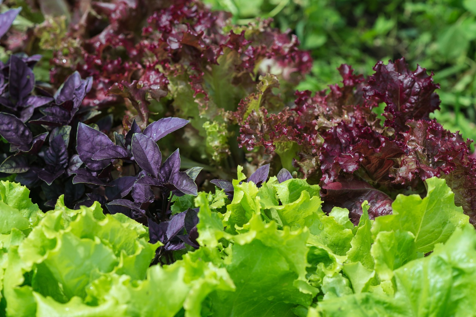 Fast-Growing Vegetables Perfect For Planting In Idaho Gardens