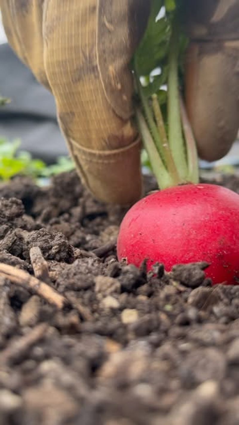 Radishes: From Seed To Table In Just 3 Weeks