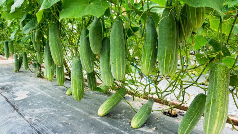 Cucumbers