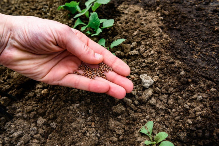 Gardener's hand with seeds, planting radish seeds in soil (featured image)