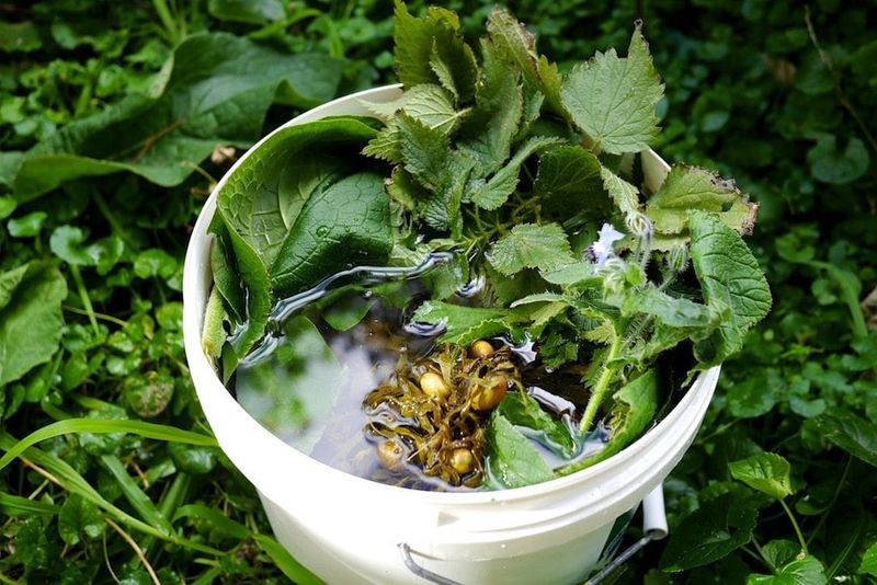 Sun-Dried Weed Meal For Slow-Release Feeding