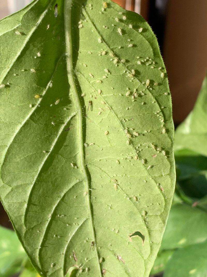 Prevent Pest Problems