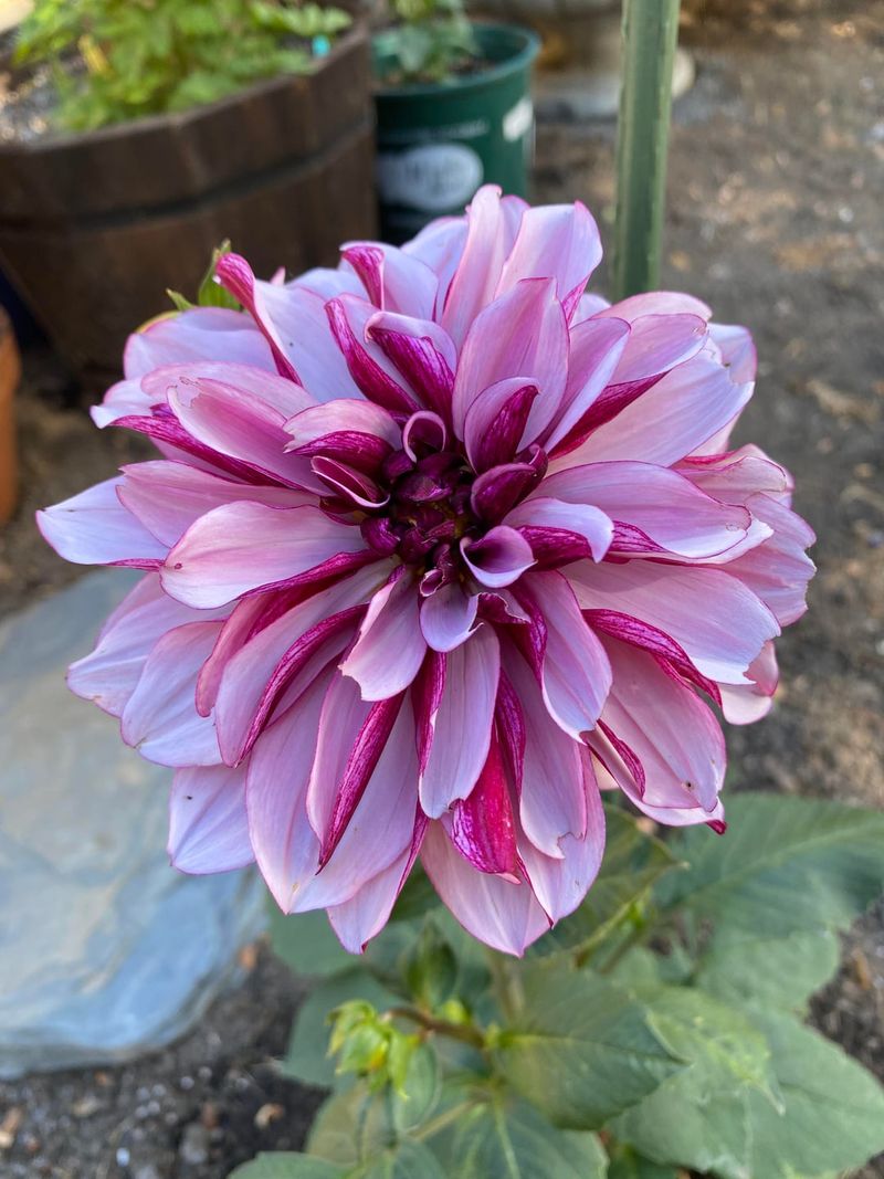 Deadhead Spent Blooms