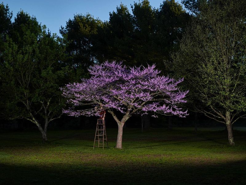 Prune With Purpose