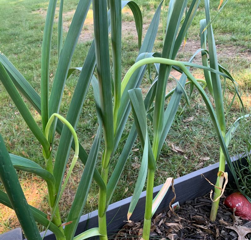 Watch for Scapes