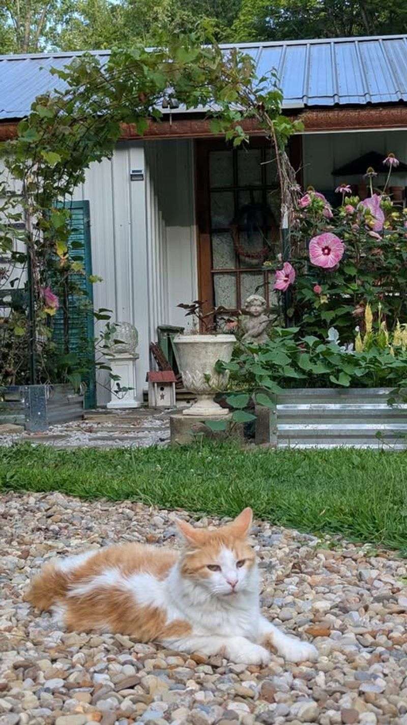 Letting Pets Roam Unsupervised