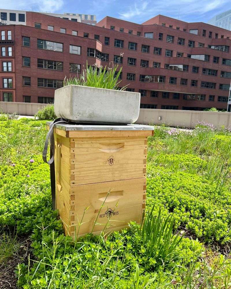 Rooftop Bee Gardens