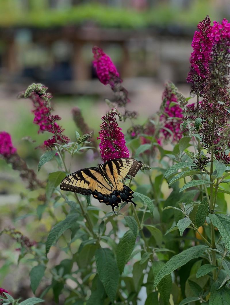 Butterfly Bush