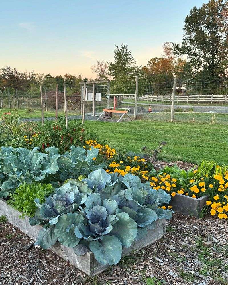 Cabbage And Strawberries