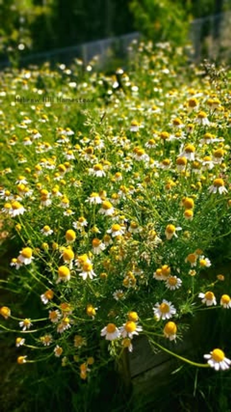 Chamomile